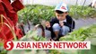 Vietnam News | Strawberry farms fever