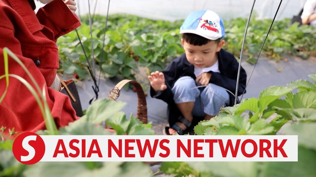 Vietnam News | Strawberry farms fever