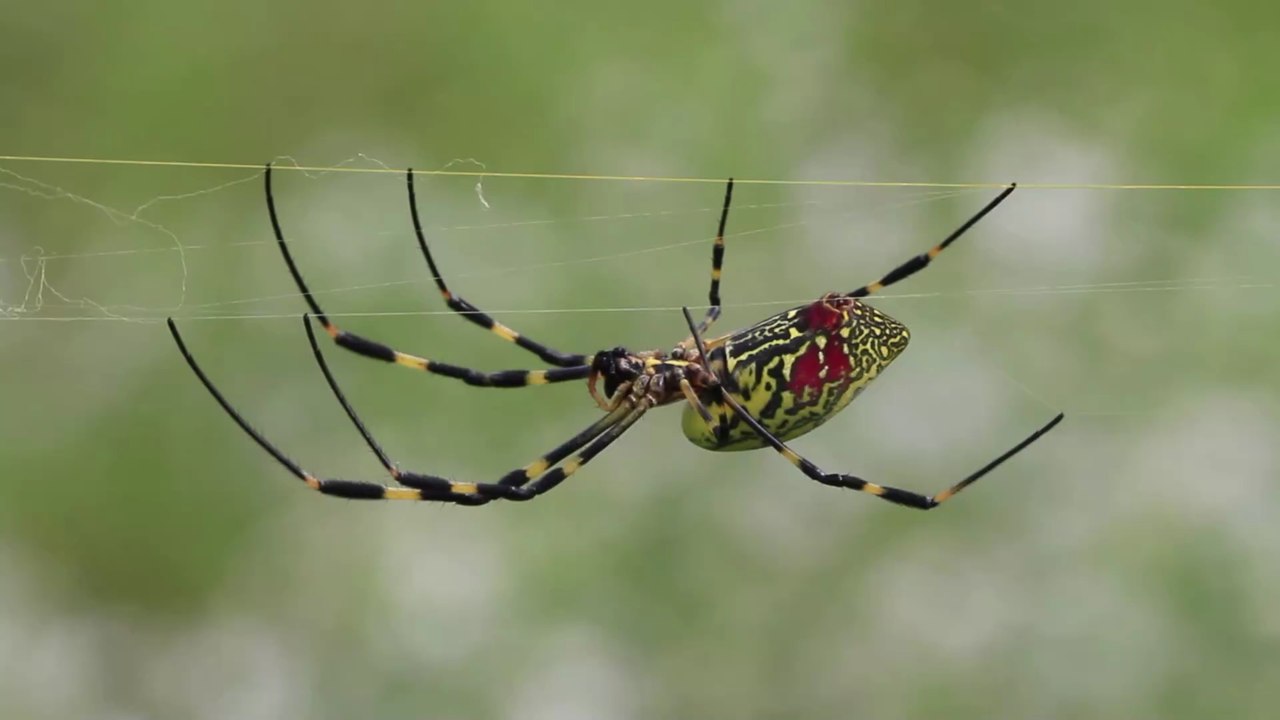 Nichts für Arachnophobiker: Die Ostküste der USA rechnet mit einer rasanten Ausbreitung der Joro-Spinne