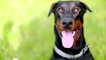 Dobermann-Welpe sieht aus wie ein Teddybär, als der Tierarzt seine Ohren abschneidet