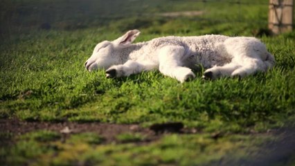 This five-legged lamb leaves animal enthusiasts 'speechless'
