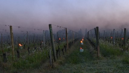 'Candles' lit to protect vineyard from cold