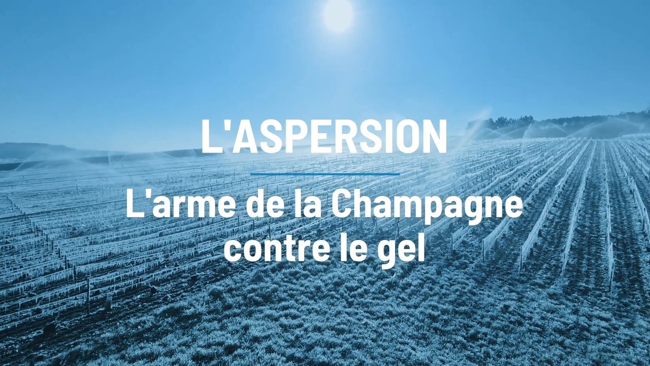 Les vignes de champagne touchées par le gel