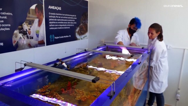 Praias do Rio de Janeiro reúnem investigadores e pescadores na preservação de cavalos-marinhos