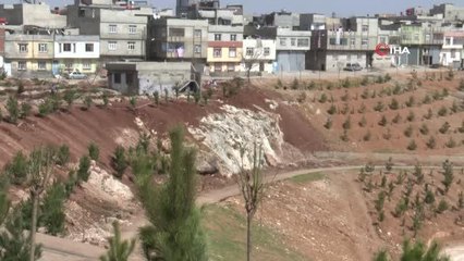 Şahinbey'de ağaçlandırma çalışmaları devam ediyor