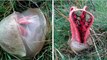 Entdecken Sie mit uns den „Tintenfischpilz“, den bizarrsten Pilz der Welt