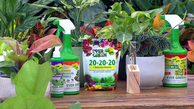 bd-publireportaje-evergreen