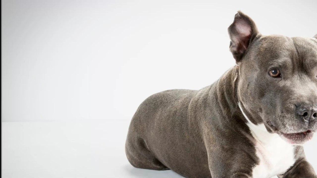 An einem Tor angebunden: Hund wird mit schrecklicher Nachricht seiner Besitzer gefunden