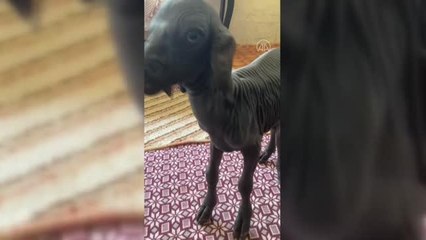 Tüysüz doğan oğlak sahibini şaşırttı