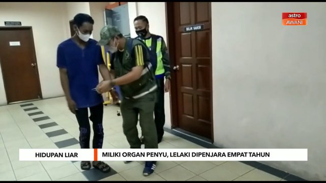 Hidupan Liar | Miliki organ penyu, lelaki dipenjara empat tahun