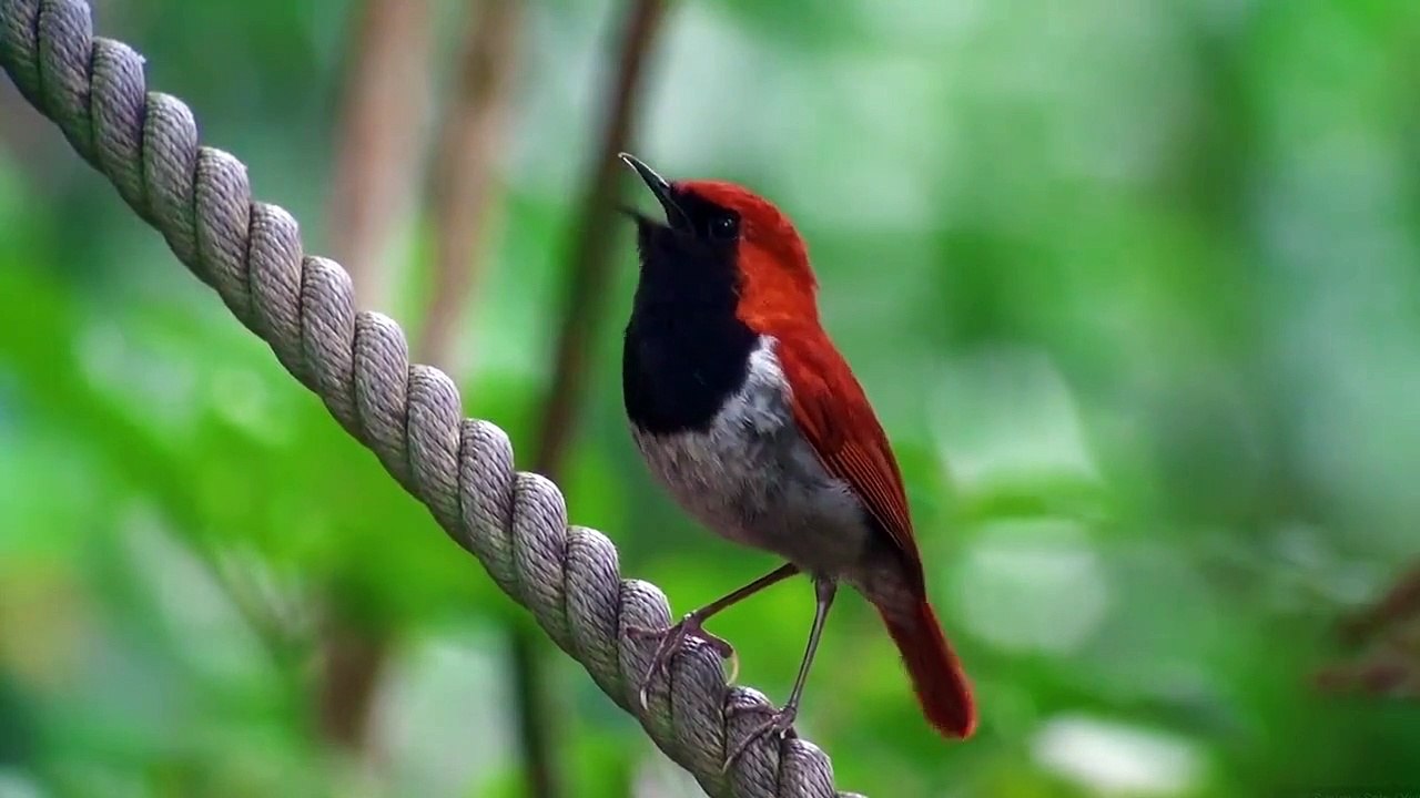 Beautiful Robin Bird