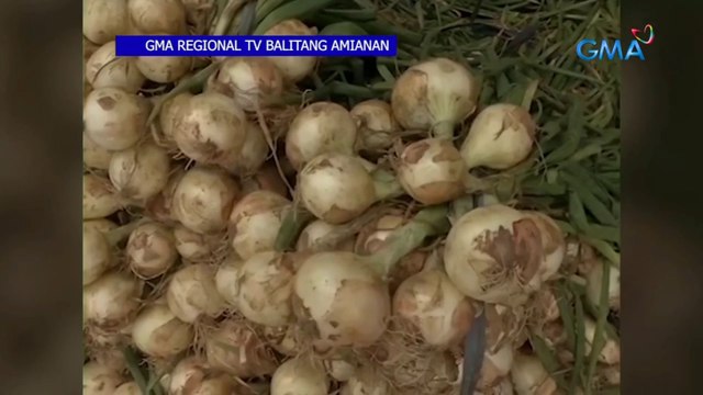 Pag-atake ng armyworms o harabas sa mga pananim na sibuyas, hirap kontrolin | Saksi