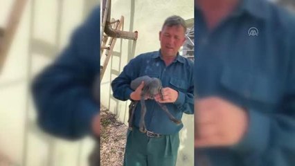 Tüysüz doğan oğlak sahibini şaşırttı (2)