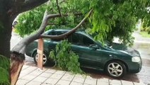 Galho de árvore quebra e cai em cima de veículo na Rua Rui Barbosa