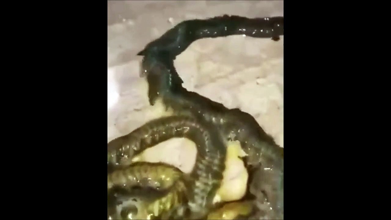 Mais quel est cet animal monstrueux...