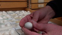 Climate change may be causing birds to lay eggs earlier