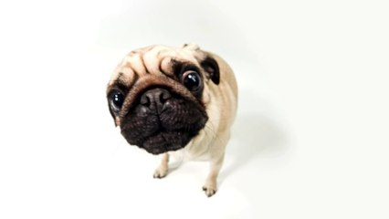 Unwanted dog who shows his excitement in a 'dope' way is looking for a new home