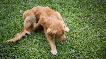 This desperate stray puppy tried to find a home by following people in the streets