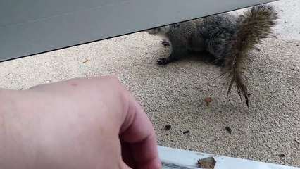 Making Brownie the Squirrel a Grocery Bag for Curbside Pick-Up