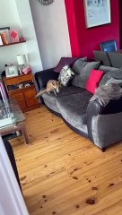 Cat is Unsure About Wild Fox That Invited Itself Inside