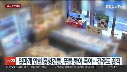 [핫클릭] 김건희 여사, 반려묘 올리며 SNS 공개전환 外