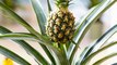 Mittel gegen Schnarchen: Wie die Ananas dabei helfen kann