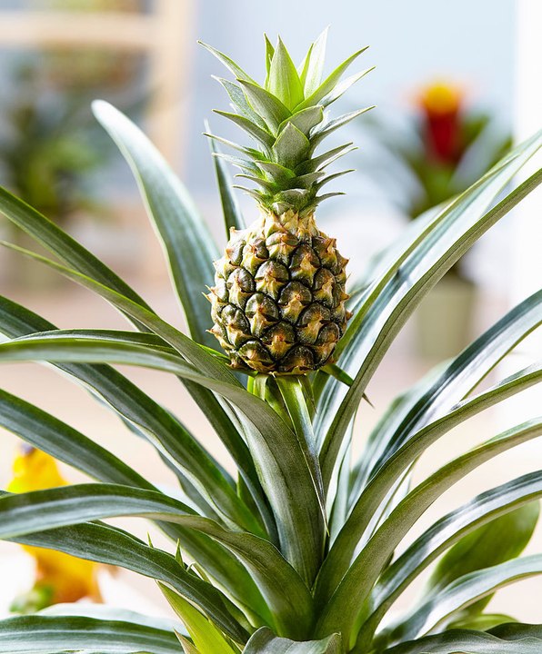 Mittel gegen Schnarchen: Wie die Ananas dabei helfen kann