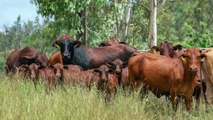 Lorray, Monto | April 2022 | Queensland Country Life