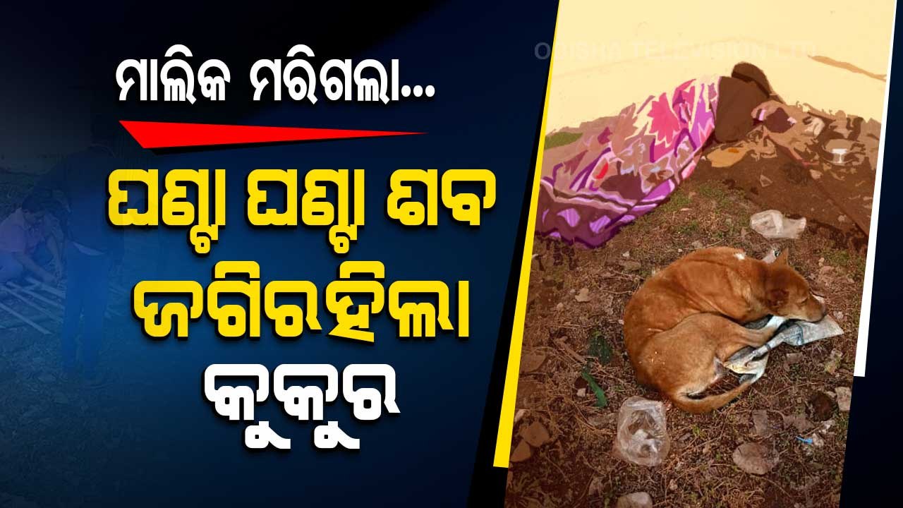 Heart Wrenching! Faithful Stray Dog Lies For Hours Near Body Of Hapless Owner