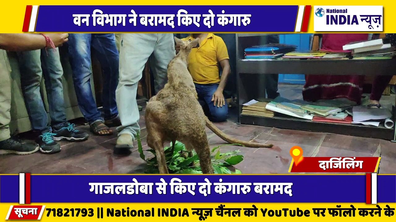 बंगाल के दार्जिलिंग में वन विभाग में 2 कंगारू को तस्करी करने वाले को पुलिस ने गिरफ्तार किया