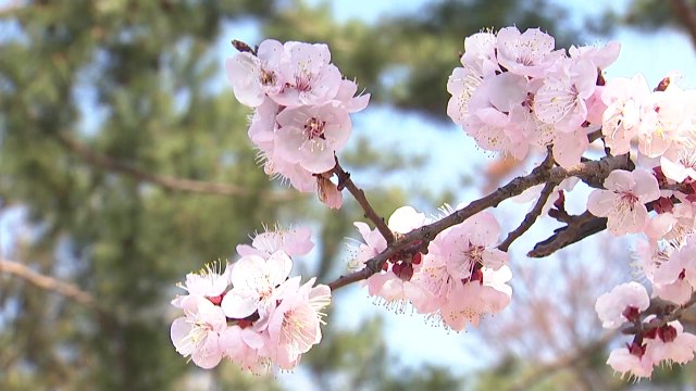 [날씨] '식목일·청명', 봄기운 가득한 도심 공원...초미세먼지↑, 대기 건조 / YTN
