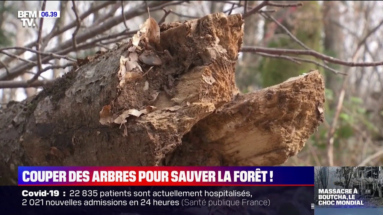 Couper des arbres malades ou morts et en replanter permet de sauver la forêt