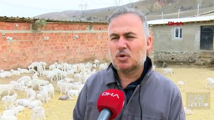 Bakanlık tiftik keçisi için devrede