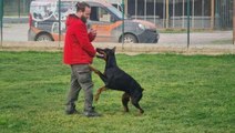 Köpek saldırısından kaçınmak için birinci kural: Kesinlikle göz teması kurmayın