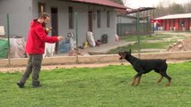 KÖPEK SALDIRISINDAN KAÇINMAK İÇİN BİRİNCİ KURAL KESİNLİKLE GÖZ TEMASI KURMAYIN