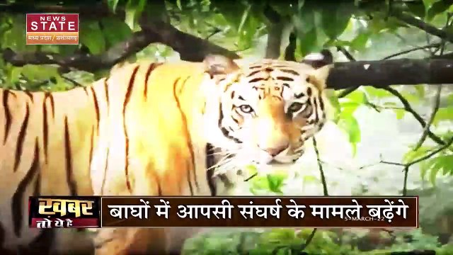 Madhya Pradesh News: देखिए कैसे बाघों में बढ़ रहा आपसी टकराव, 2 बाघों की मौत