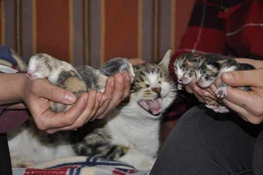Doğum sancısı çeken kedi aile sağlığı merkezine geldi, doğumu burada yaptırıldı