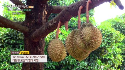 세계테마기행 - Themes Around the World_정다운 아시아- 수려한 캄보디아_#002