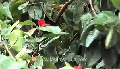 Banyan tree - The national tree of the Republic of India