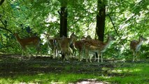 herd-of-deer-in-the-forest