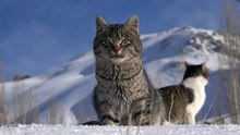 a-couple-of-cats-in-the-snow
