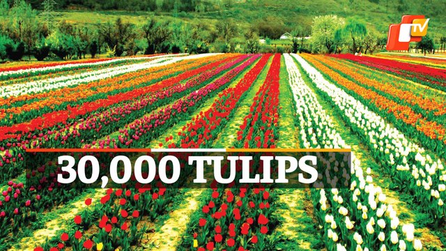 Tulip Garden At Jammu & Kashmir’s Sanasar Attracts Tourists From Far & Wide