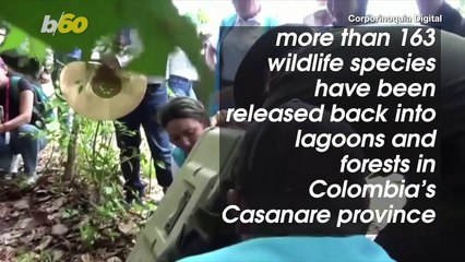 These Unique Animals Have Been Returned to Their Natural Colombian Habitat