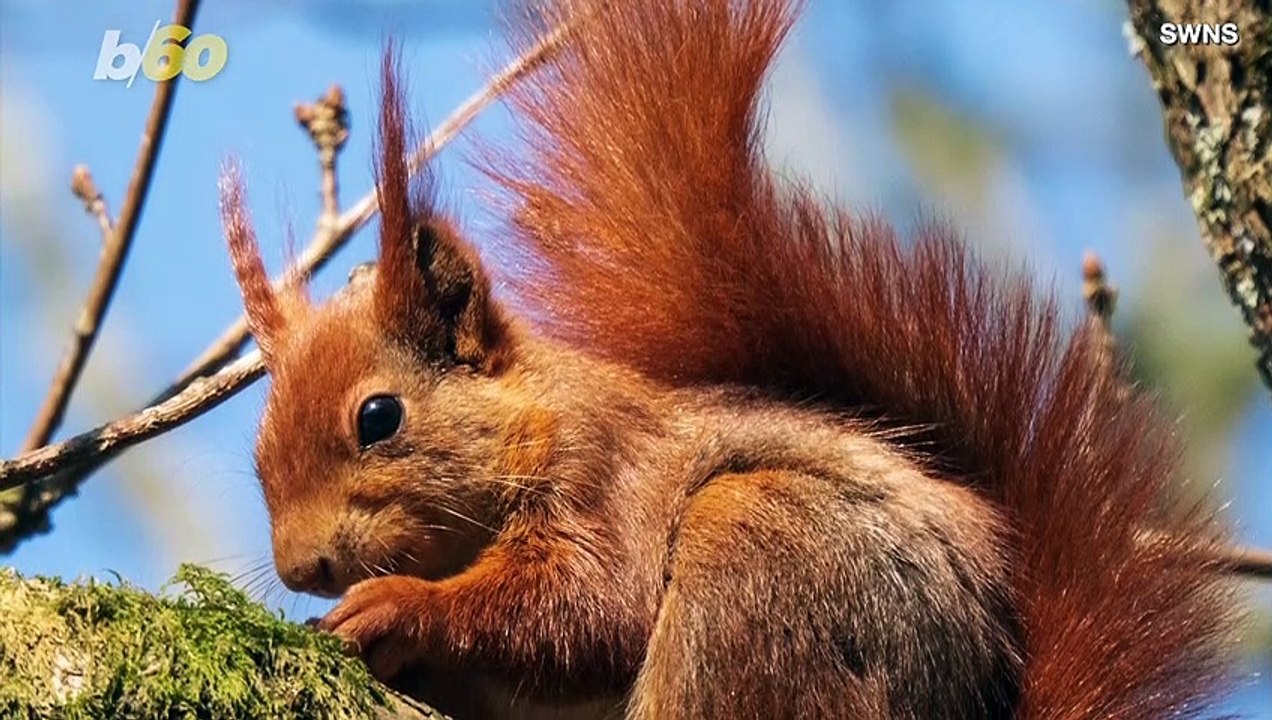 Photographer Captures Amazing Red Squirrels in the Air