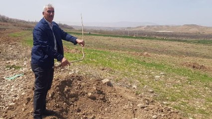 Bahçesindeki 150 kayısı ağacını söküp çaldılar