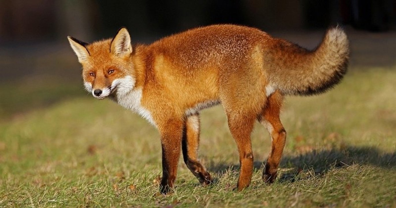 L'abattage de 850 renards autorisé par le préfet de Seine-Maritime finalement annulé par le tribunal de Rouen
