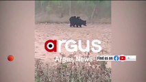 Nabarangpur_ Wild Mother Bear roams around with its 2 Cubs on its back, Video goes Viral