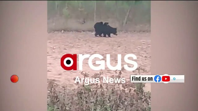 Nabarangpur_ Wild Mother Bear roams around with its 2 Cubs on its back, Video goes Viral