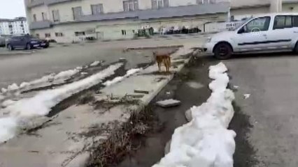 Ağrı'da aç kalan tilki şehir merkezine indi
