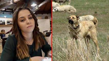 Koyun sürüsünü koruyan çoban köpekleri, ormanda önlerine çıkan genç kızı parçaladı